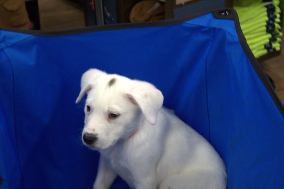 Spot / Casper Spot / Casper